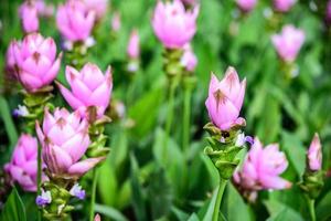 curcuma alismatifolia i trädgården foto