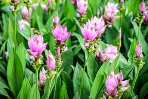 curcuma alismatifolia i trädgården foto