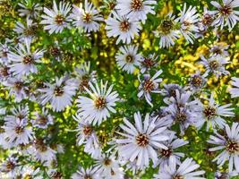 blommig bakgrund av lila blommor av höst aster. foto