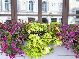 fasader och fönster på byggnader dekorerade med blommor. foto