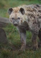 porträtt av prickig hyena foto