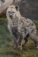 porträtt av prickig hyena foto