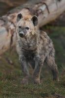 porträtt av prickig hyena foto