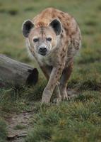 porträtt av prickig hyena foto