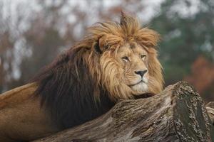 porträtt av lejon foto