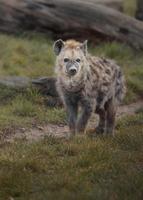 porträtt av prickig hyena foto