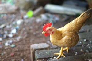 brun kyckling i odla, fjäderfän och lantbruk med kopia Plats område foto
