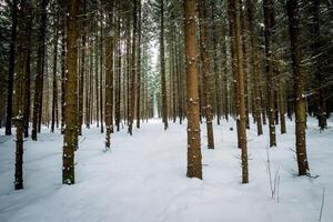 landskap av vinter- gran skog täckt med frost foto