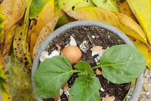 ägg skal och växter, de fördelar av kalcium från ägg skal är Bra för växt fertilitet foto