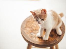 ung kattunge med vackra blå ögon foto