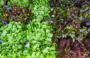 hydroponisk sallad växer i trädgård hydroponisk gård sallad sallad ekologisk för hälsokost, växthusgrönsak på vattenrör med grön ek och röd ek.