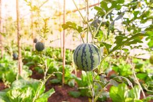 vattenmelon växer i trädgården, grön vattenmelon gård ekologisk i växthus. foto