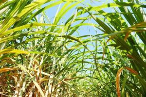 sockerrörsplantagegrödor i grönt, tropisk trädväxt sockerrörsblad på de gröna fälten natur jordbruksgård, sockerrörsväxt i blå himmel foto