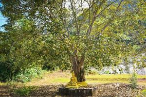 bodhiträd och grönt bodhiblad med buddhastaty vid templet thailand, buddhismens träd foto