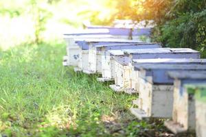 bi bikupa bikupa för att skörda honung, biodlarbikupa med bin som flyger till landningsbrädorna. biodling foto
