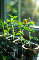 ung tomat plantor i kastruller på de fönsterkarm foto