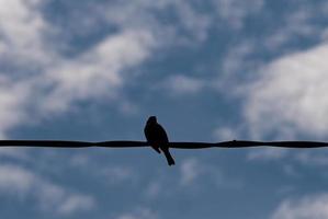 en fågel uppflugen på en kraftledning foto