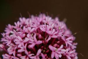 röda valeriana blommor foto