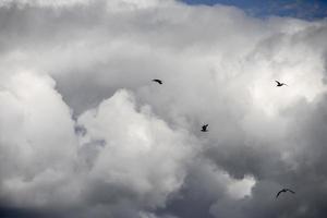 fåglar som flyger framför en molnhimmel foto