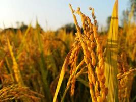 rismark på landsbygden fält foto