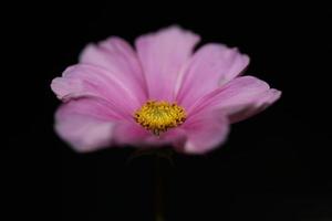 lila blomma blomma närbild botanisk bakgrund cosmos bipinnatus family compositae stor storlek högkvalitativa utskrifter foto