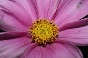 lila blomma blommande makro botanisk bakgrund cosmos bipinnatus family compositae stor storlek högkvalitativa utskrifter foto