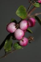 vild blomma frukt närbild botanisk bakgrund symphoricarpos orbiculatus familjen caprifoliaceae stor storlek högkvalitativt tryck foto