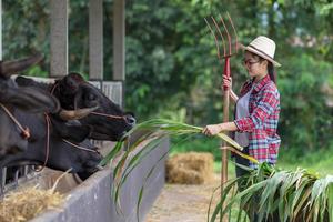 ung kvinna cowgirl arbetar på en ko gård och nöjd med jobb jordbruk koncept. foto