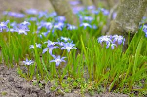 vita och lila scillablommor som växer vilt på ett fält foto