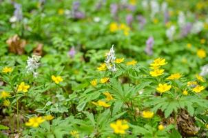 grupp av växande blommande anemon ranunculoides i vårskog foto