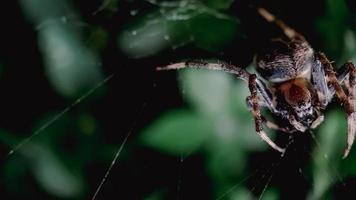 makro skott spindel på spindelnätet foto