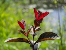 stänga upp röd guava löv på träd. foto