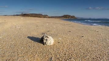 den gyllene sandstranden med resterna av marint liv foto