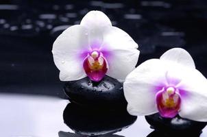 ljus vit orkidé vacker blomma och fladdrande fjärilar handritad gren på vitt
