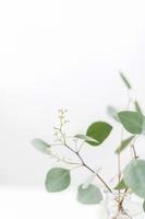 gröna blad vit krans ram gjorde färsk timjan krydda isolerad på vitt. foto