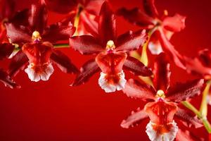 ljusröd orkidé vacker blomma och fladdrande fjärilar handritad gren på vitt