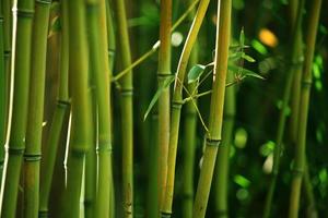 grön bambu bukett gröna kvistar naturvy av naturliga gröna abstrakta blad växter på vitt foto