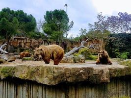 en flock brunbjörnar sitter i en bur foto