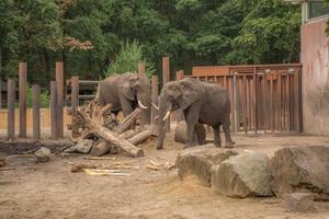två elefanter leker runt en trädstam i en bur foto