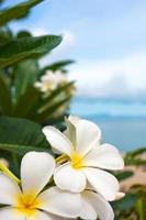 ljus vit tropisk blomma vacker bukett med exotiska gröna blad på land natur. foto