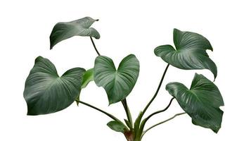 homalomena rubescens, hjärtväxtens kung. den gröna krukväxten inomhus. naturligt grönt mönster. grönaktiga blad isolerad på vit bakgrund. foto