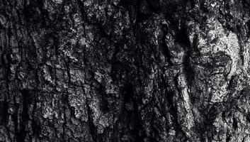 barkens struktur med ett slitshål, trädstammens yta i mörk färg. skogsbrukets naturliga struktur foto