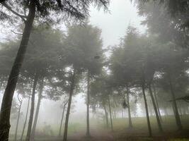 dimmigt skogslandskapsvy. morgonnyansen i skogen fryser men ser fridfull ut. den trevliga platsen att fly. foto