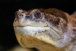 vanlig snappsköldpadda. reptiler och reptiler. amfibier och groddjur. tropisk fauna. djurliv och zoologi. foto