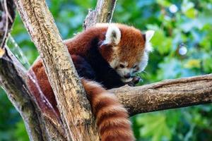 röd panda. däggdjur och däggdjur. landvärlden och faunan. djurliv och zoologi. foto