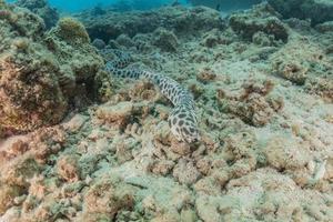 tiger orl ål i Röda havet färgglada och vackra, eilat israel foto