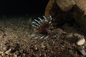 lejonfisk i Röda havet färgglada fiskar, eilat israel foto