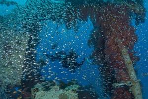 fiskar simmar i Röda havet, färgglada fiskar, Eilat Israel foto