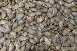 färsk surf mussla bakgrund, rå mattan mussla, venus skal, baby mussla, paphia undulata, veneridae i färska skaldjur marknaden, ovanifrån av korthalsad mussla. foto