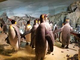 horder av pingviner leker i en bur av klart glas foto